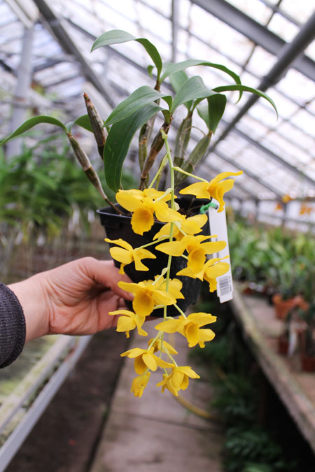 Dendrobium griffithianum.jpg