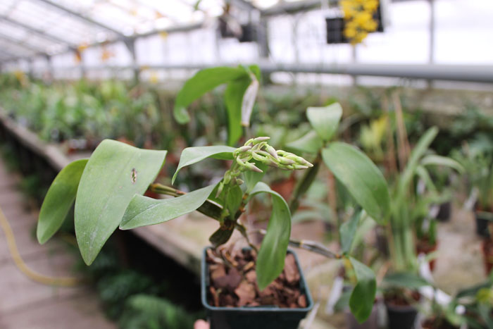 Dendrobium farmeri.jpg