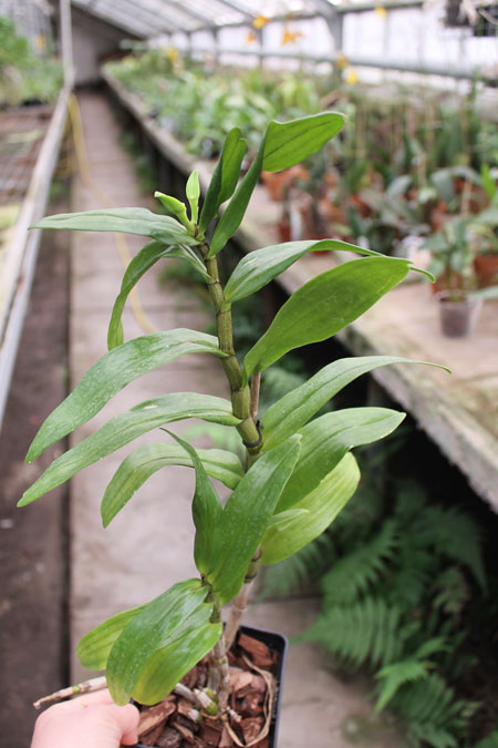 Dendrobium Dawn Marie.jpg