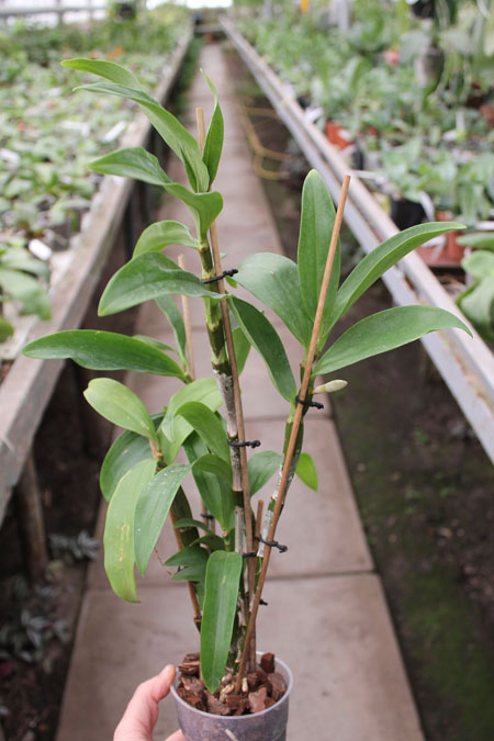 Dendrobium thyrsiflorum.jpg