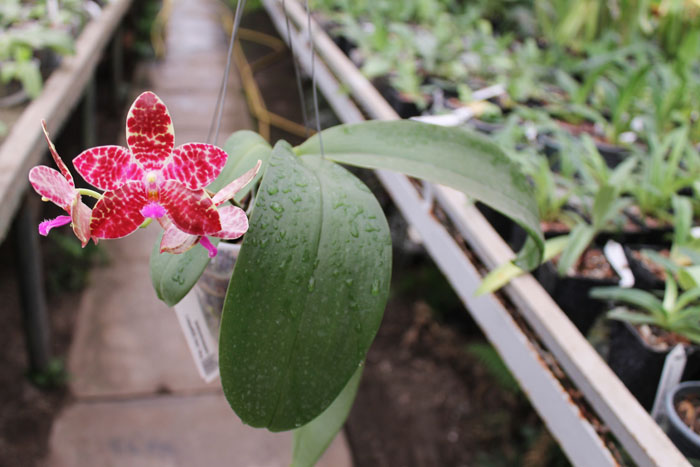 Phalaenopsis Joey (gigantea x lueddemanniana).jpg
