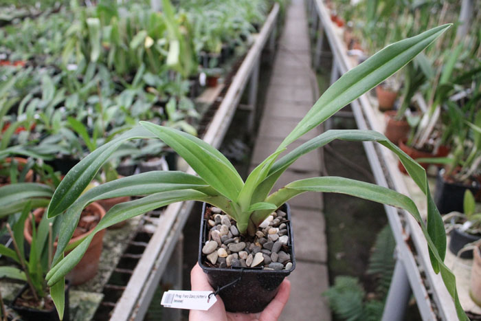 Phragmidepium Franz Glanz.jpg