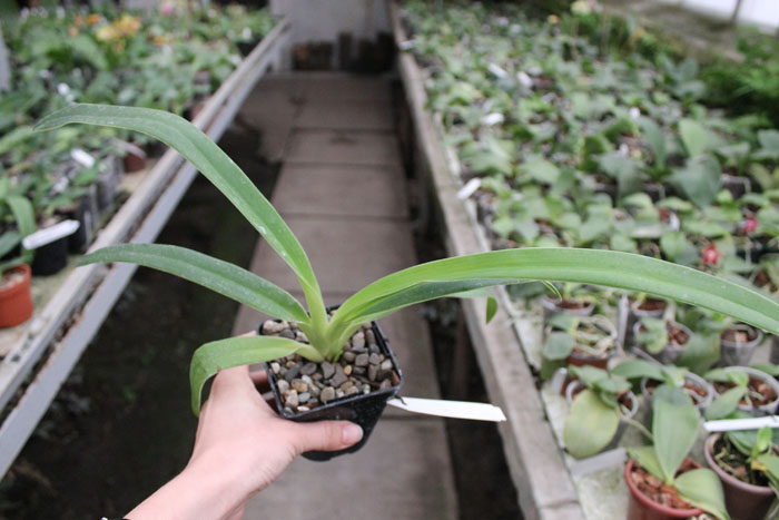 Phragmipedium Memory Dick Clements.jpg