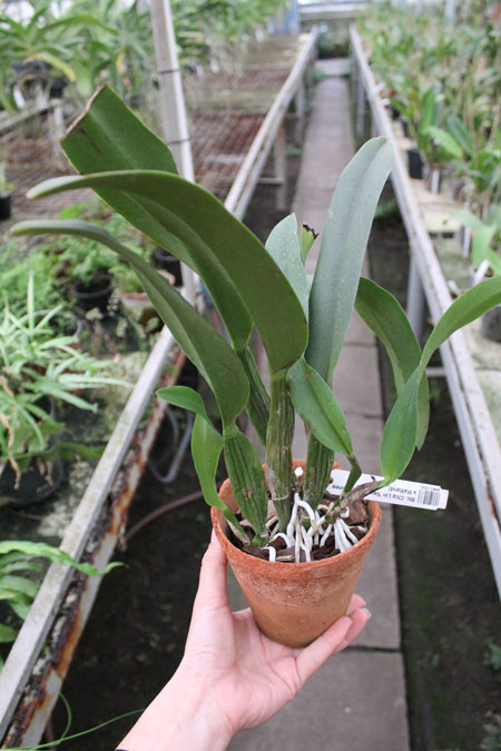 Blc Chia Lin New city.jpg