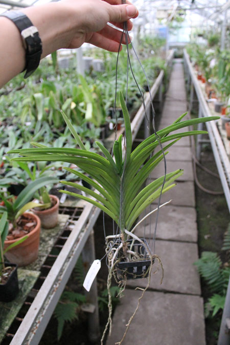 Ascocenda Princess Mikasa White.jpg