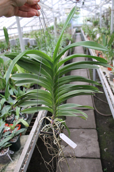 Vanda Manuel Torres.jpg