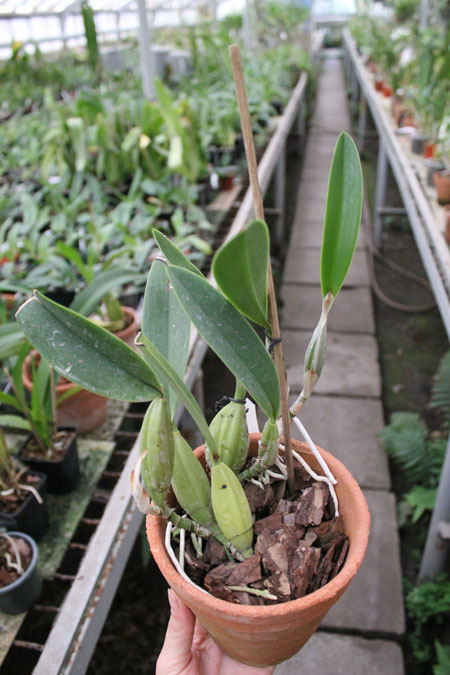 Laelia Anceps Dawsonii f Chiapensis.jpg