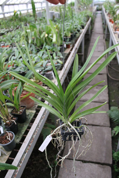 Ascocenda Princess Mikasa Pink.jpg