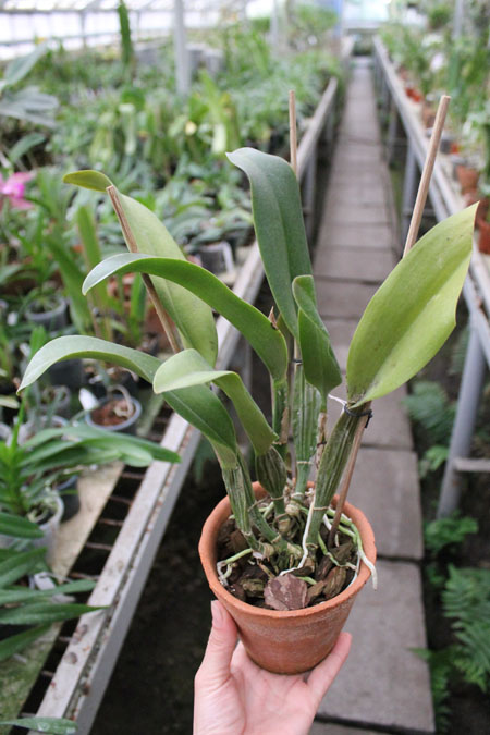 Blc Lucky strike Mangkorn.jpg