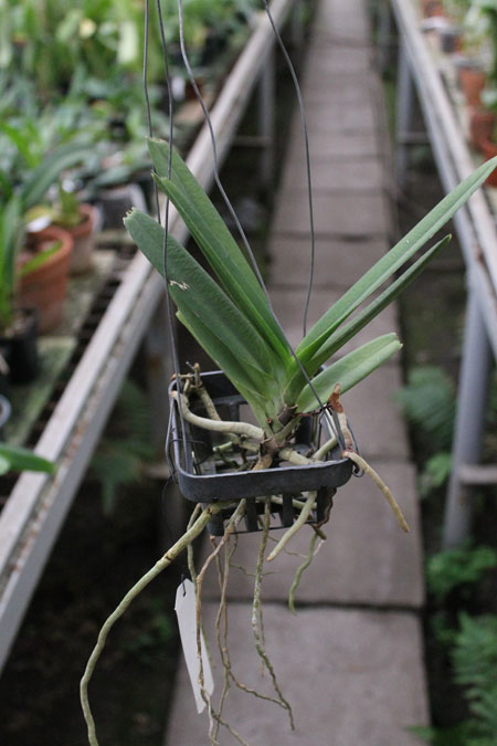 Ascocentrum Ampullaceum.jpg