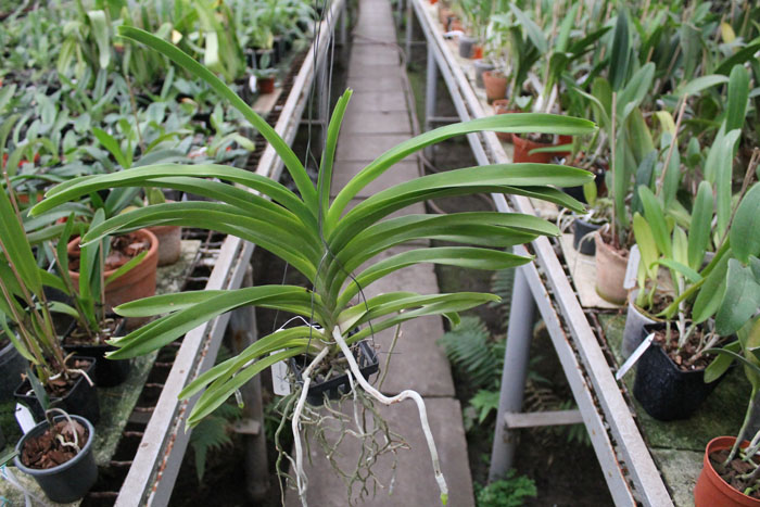 Vanda Luzonica Nakornsawan Belle.jpg