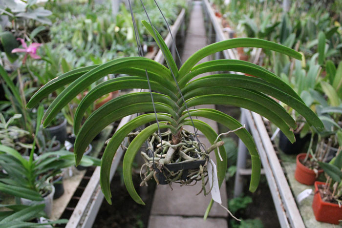 Rhynchostylis Coelestis Pink.jpg