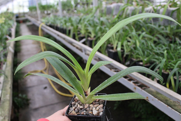 Phragmipedium Memory Dick Clements.jpg