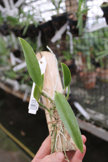 Laelia pumila 'Ruby' (Z-71) x Laelia pumila 'Black Diamond'.jpg