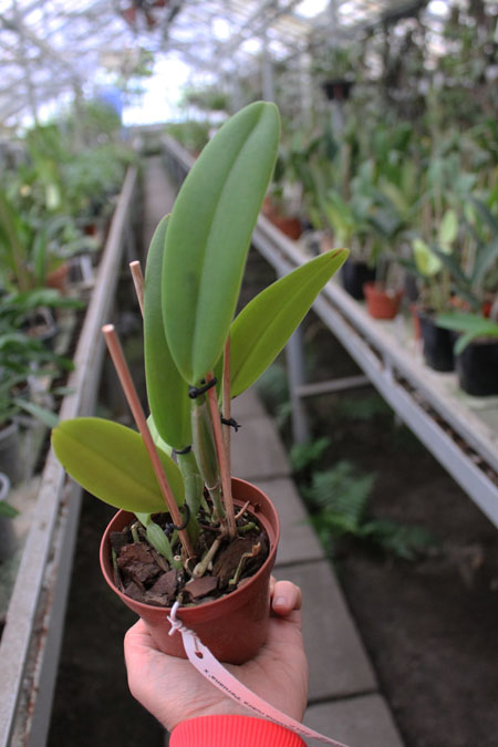 Cattleya maxima rubra 'Peruana' x SELF.jpg