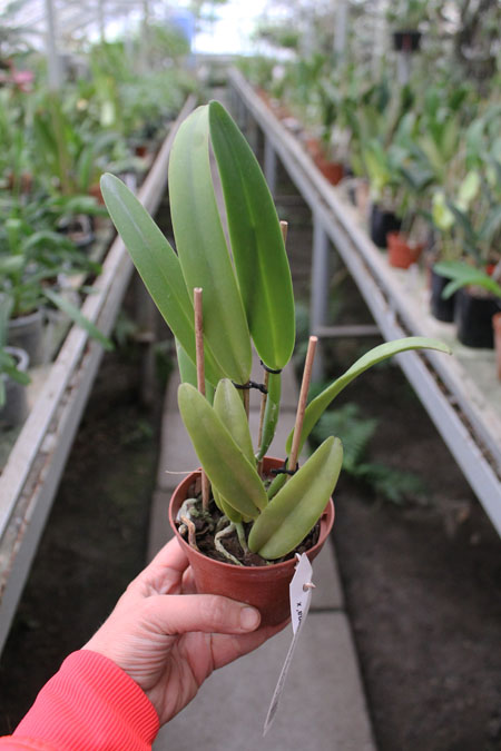 Cattleya maxima rubra 'Lojana' x SELF.jpg