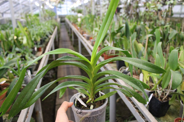 Vanda Herziana (coerulea x tricolor suavis).jpg