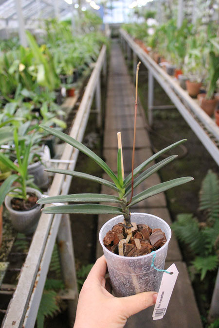 Renanthera monachica.jpg