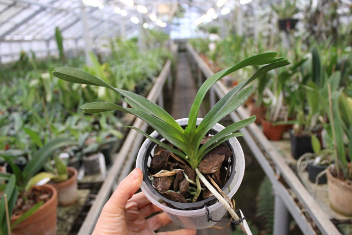 Vanda javierae.jpg
