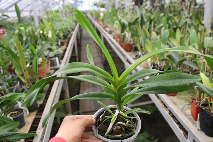 Vanda Gilbert Triboulet (coerulea x tricolor).jpg