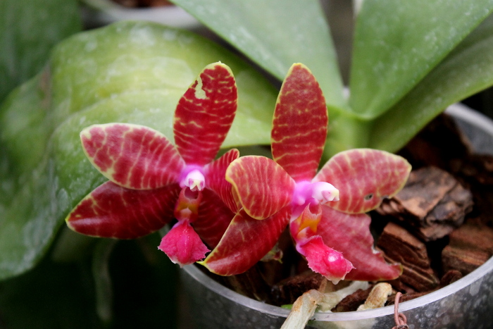 Phalaenopsis lueddemanniana x amboinensis.JPG