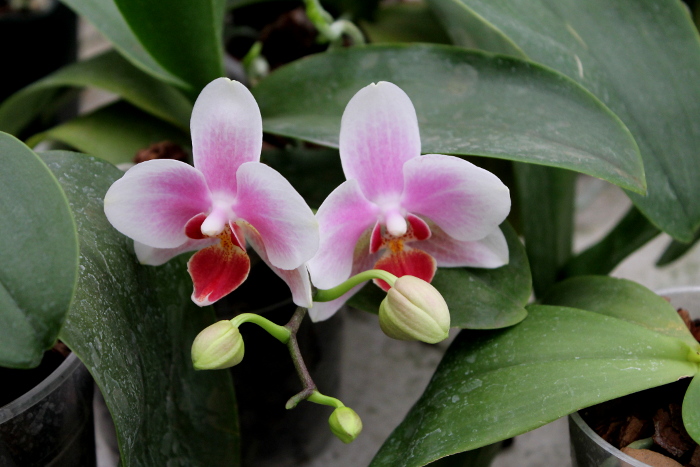 Phalaenopsis Yaphon Glad Canary (Yaphon Tris x Yungho Gelb Canary)2.JPG