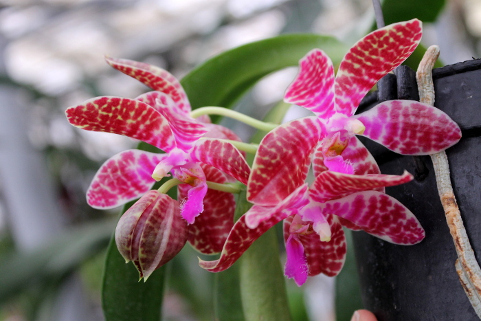 Phalaenopsis gigantea 'KF' x lueddemanniana 'KF#8'.JPG