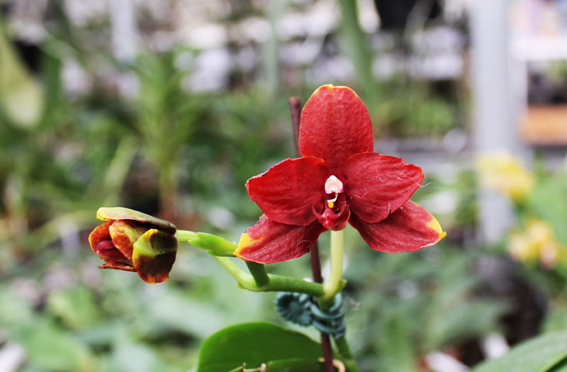 Phalaenopsis Hawaii Dragon Girl x Lioulin Goldfinch.jpg