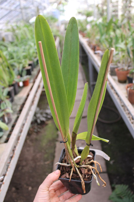 Laelia tenebrosa vinicolor x Laelia tenebrosa 'Richard'.jpg