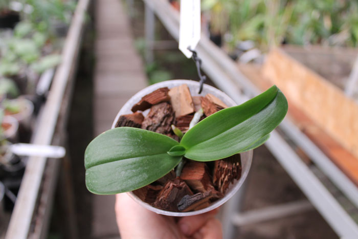 Phalaenopsis aphrodite.jpg