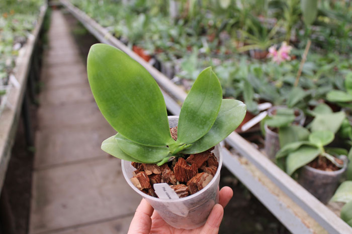 Phalaenopsis violacea alba 'Wanchiao Jungle White'.jpg
