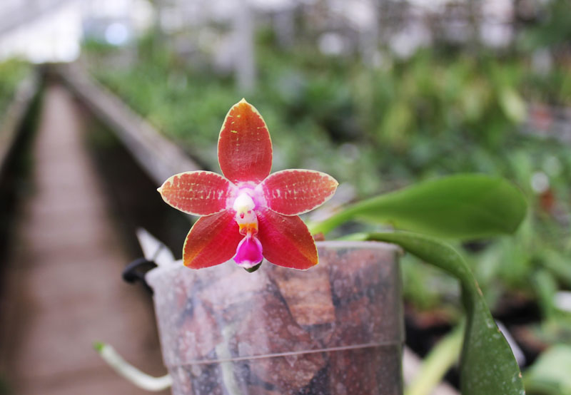 Phalaenopsis amboinensis 'TH' x Penang Girl 'Chin Ruey'.jpg