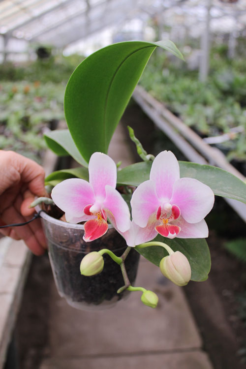 Phalaenopsis Yaphon Glad Canary.jpg