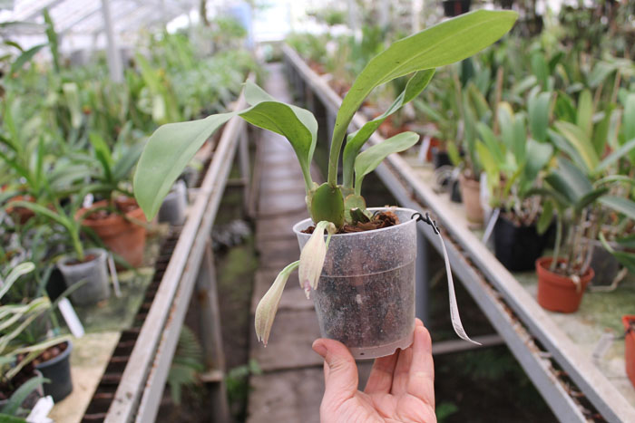 Trichopilia suavis.jpg