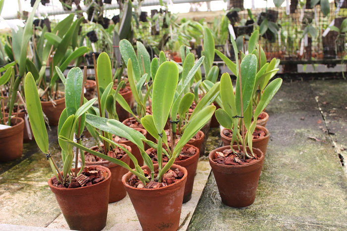 Cattleya dowiana rosea x self.jpg