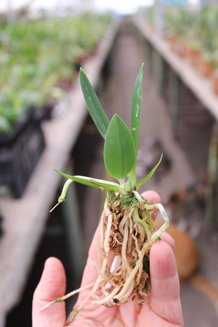 Laelia alaori x sincorana.jpg