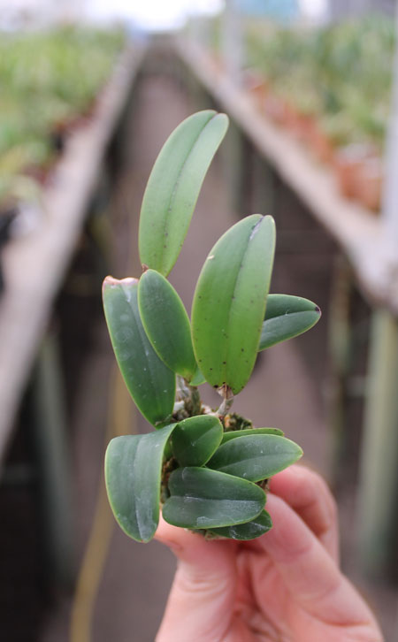 Cattleya aclandiae.jpg