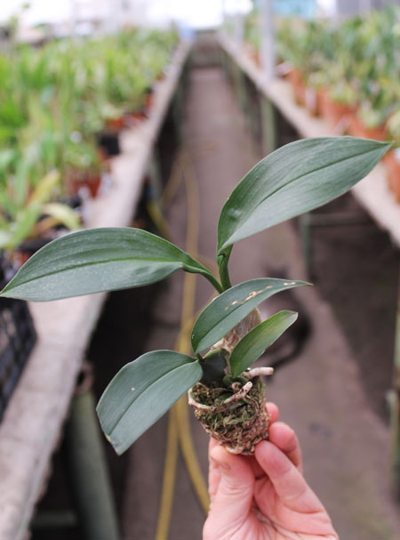 Rossioglossum 'Rawdon Jester'.jpg