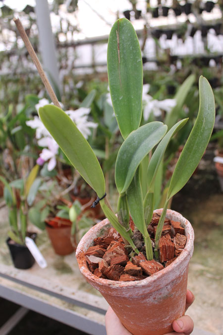 Cattleya dowiana rosea.jpg