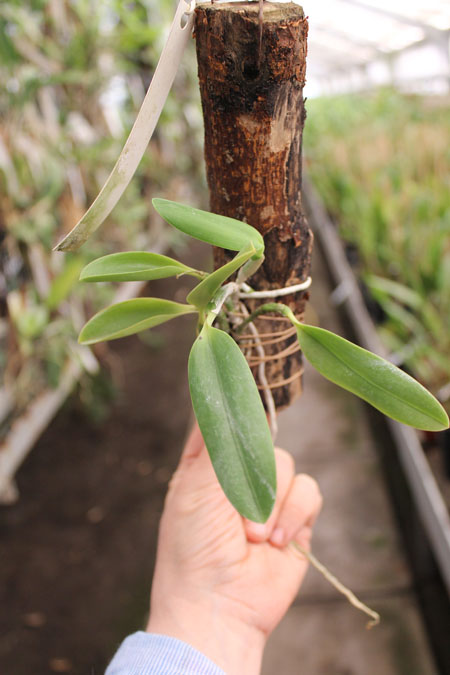 Laelia pumila tipo 'Ruby Queen' x Laelia pumila tipo 'Madrugada' (Z-15).jpg