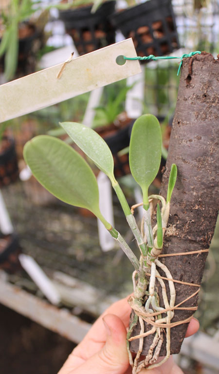 Laelia pumila 'Topazio Vermelho' (Z-71) x Laelia pumila 'Granada'.jpg