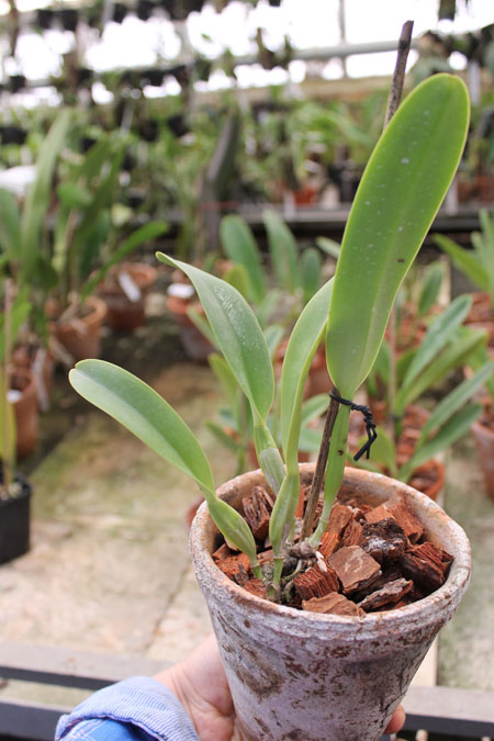 Cattleya dowiana rosea x self.jpg