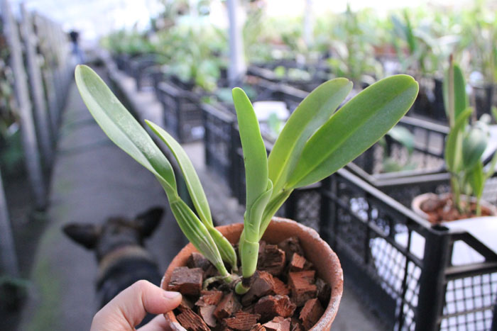 Cattleya dowiana rosea x self.jpg