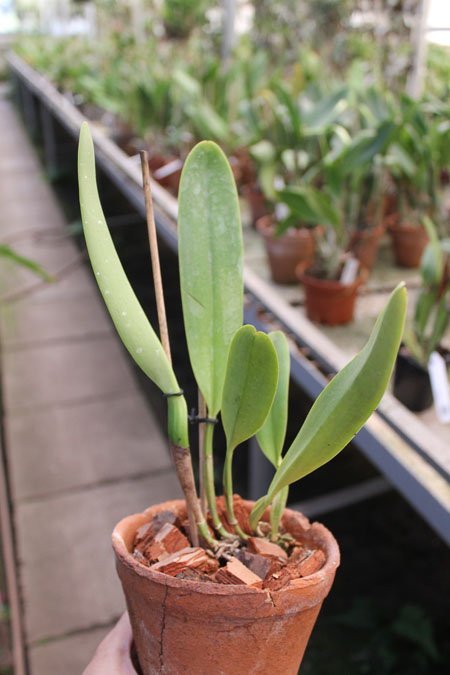 Cattleya dowiana rosea x self.jpg