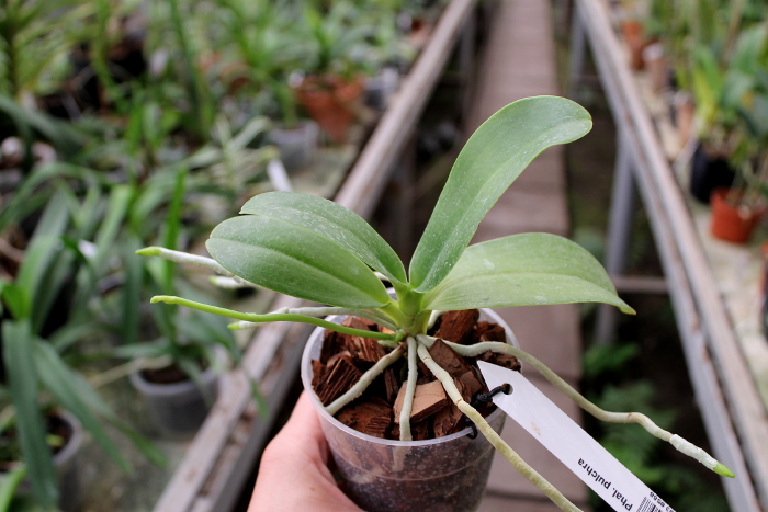 Phalaenopsis pulchra2.JPG