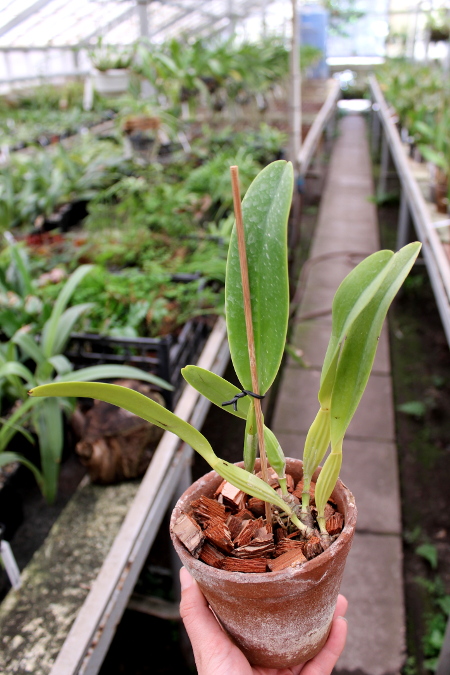 Cattleya dowiana rosea x self2.JPG