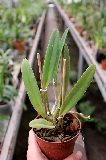 Cattleya maxima rubra 'Lojana' x SELF.JPG