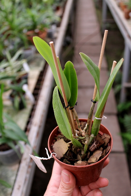 Cattleya maxima rubra 'Peruana' x SELF.JPG