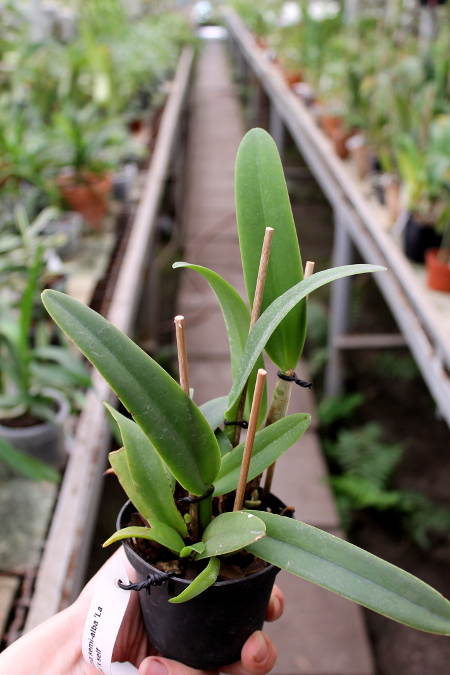 Cattleya maxima semi-alba 'La Pedrena'.JPG
