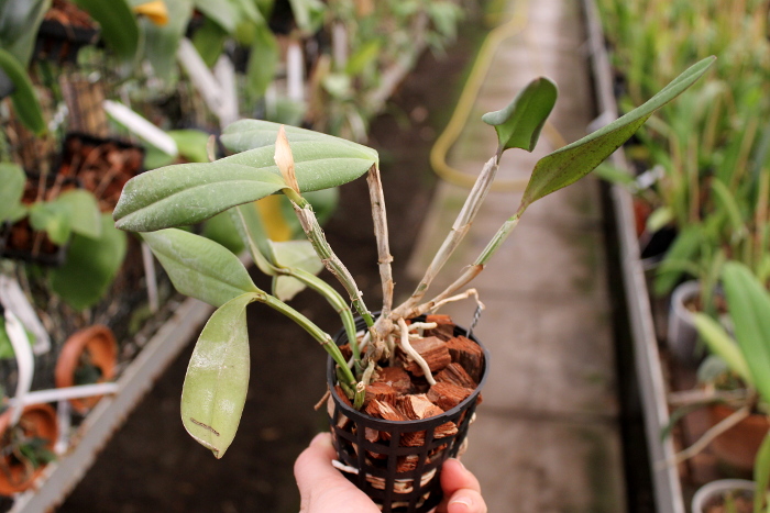 Cattleya schilleriana escura 'Jucu' x Cattleya schilleriana 'Paredao'.JPG